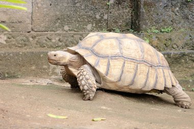 Afrika mahmuzlu kaplumbağa (Centrochelys sulcata) yiyecek arayışında yavaş bir yürüyüşdür.. 