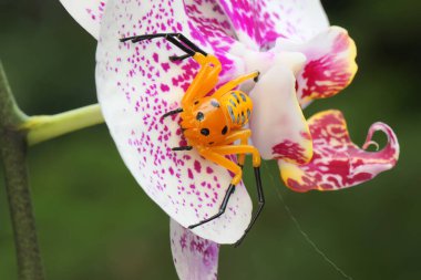 Sekiz benekli yengeç örümceği av arıyor. Bu örümceğin bilimsel adı Platythomicus Quadrimaculatus. 