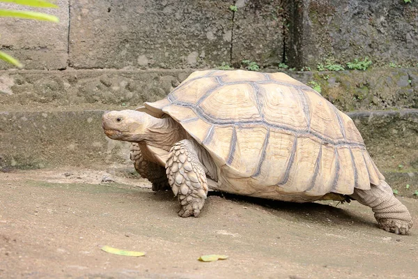 Uma Tartaruga Africana Centrochelys Sulcata Uma Caminhada Lenta Busca Alimentos — Fotografia de Stock