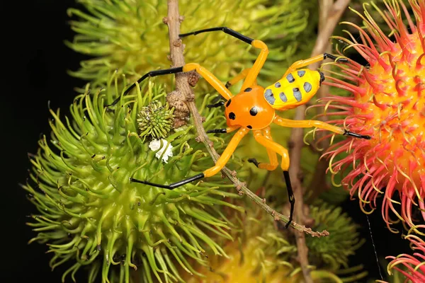 一只八斑点蟹蜘蛛正在寻找猎物 这种蜘蛛的学名是Platythomicus Quadrimaculatus — 图库照片