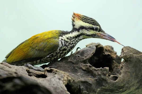 Kvinnlig Vanlig Flameback Eller Vanlig Goldenback Letar Efter Byten Ruttnande — Stockfoto