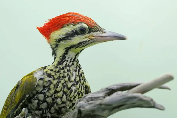 一只雄性普通的金刚鹦鹉或普通的金刚鹦鹉正在腐烂的树干里寻找猎物 这种鸟的学名是Dinopium Javanense 它喜欢捕食昆虫和小爬行动物 — 图库照片