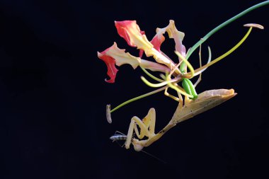 Sarı bir peygamber devesi siyah bir zemin üzerinde alevli zambak çiçeklerinde (Gloriosa superba) av arar. Bu böceğin bilimsel adı hiyerodula sp.