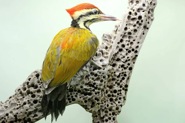 Male Common Flameback Common Goldenback Looking Prey Rotting Tree Trunk — Stock Photo, Image