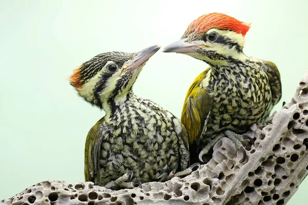 Pair Common Flamebacks Common Goldenbacks Looking Prey Rotting Tree Trunk — Stock Photo, Image