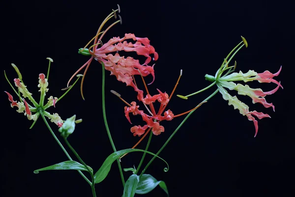 Nilüfer Çiçeğinin Güzelliği Gloriosa Superba Tam Çiçeklenmiştir Lüks Görünen Güzel — Stok fotoğraf