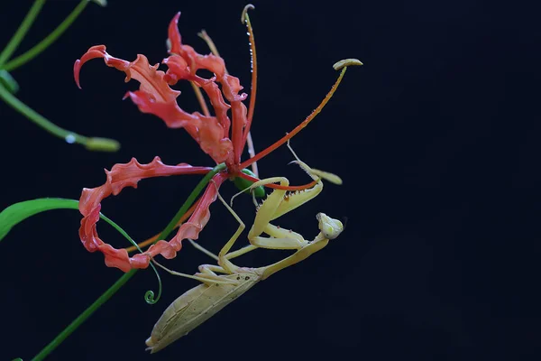Una Mantis Religiosa Amarilla Está Buscando Presas Flores Azucena Gloriosa — Foto de Stock