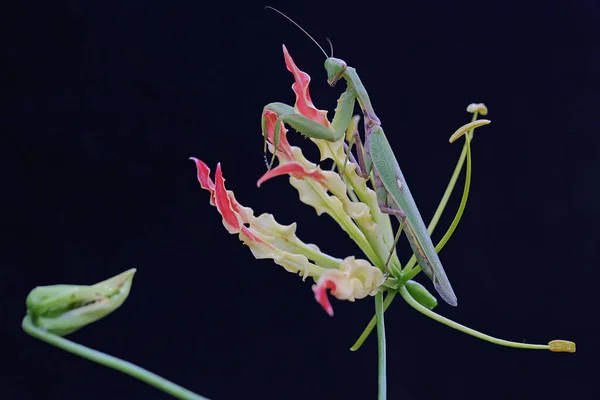 Egy Zöld Imádkozó Sáska Keresi Zsákmányt Lángoló Liliom Virágok Gloriosa — Stock Fotó