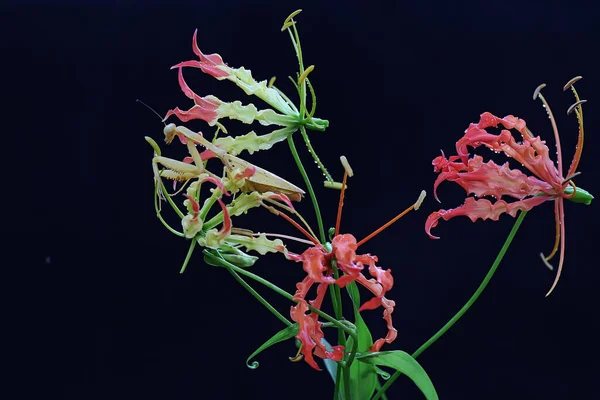 Szépség Láng Liliom Gloriosa Superba Teljes Virágzás Gyönyörű Virág Ami — Stock Fotó