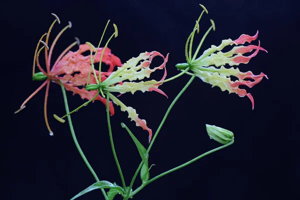 Beleza Lírio Chama Gloriosa Superba Plena Floração Esta Bela Flor — Fotografia de Stock