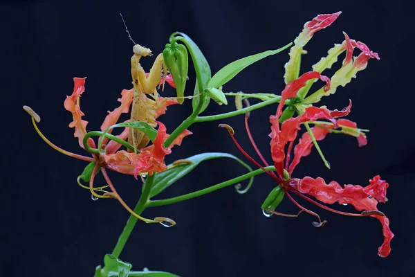 Краса Полум Яної Лілії Gloriosa Superba Повному Розквіті Прекрасна Квітка — стокове фото