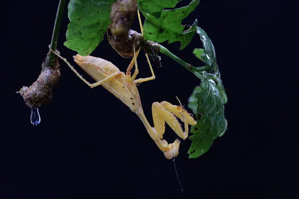 一只黄色祈祷的螳螂正在黑色背景的野果中寻找猎物 这种昆虫的学名是Hierodula — 图库照片