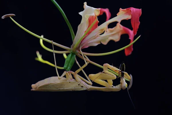 Louva Deus Está Procura Presas Flores Lírio Gloriosa Superba Sobre — Fotografia de Stock