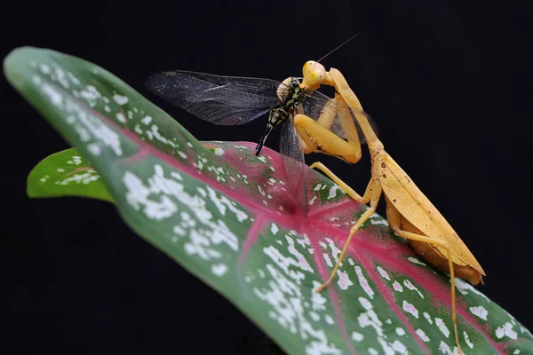 사마귀가 속에서 잠자리를 곤충은 이히에 오두라 바삭바삭 — 스톡 사진