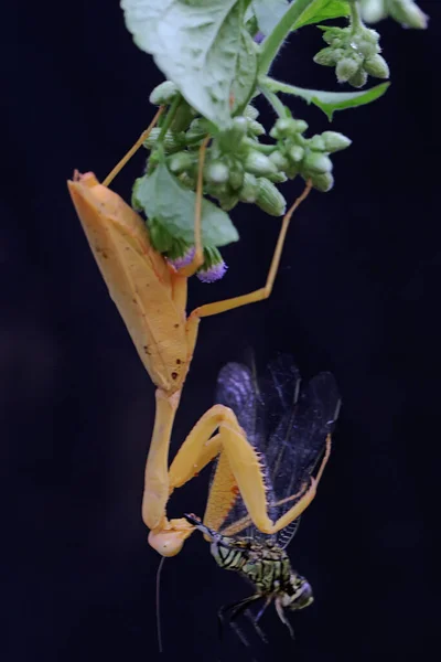 一只黄色的祈祷的螳螂正在丛林里吃蜻蜓 这种昆虫的学名是Hierodula — 图库照片