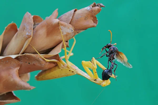 Gul Bönsyrsa Äter Geting Torkad Blomma Denna Insekt Har Det — Stockfoto