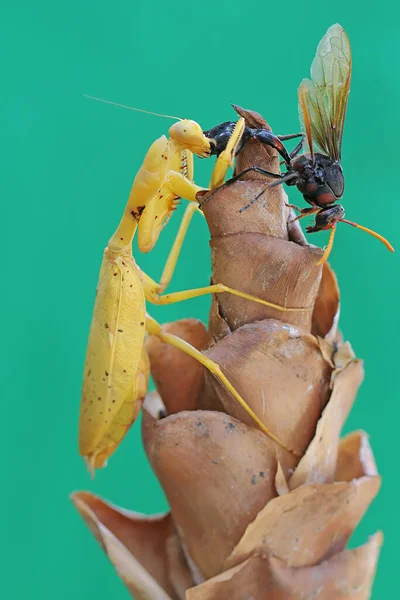 Una Mantis Religiosa Amarilla Está Comiendo Una Avispa Una Flor — Foto de Stock