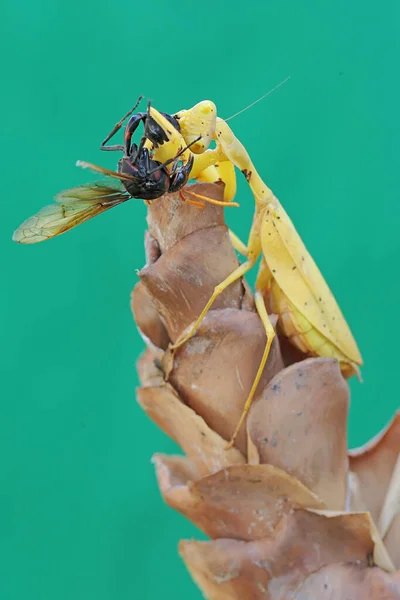 Una Mantis Religiosa Amarilla Está Comiendo Una Avispa Una Flor — Foto de Stock