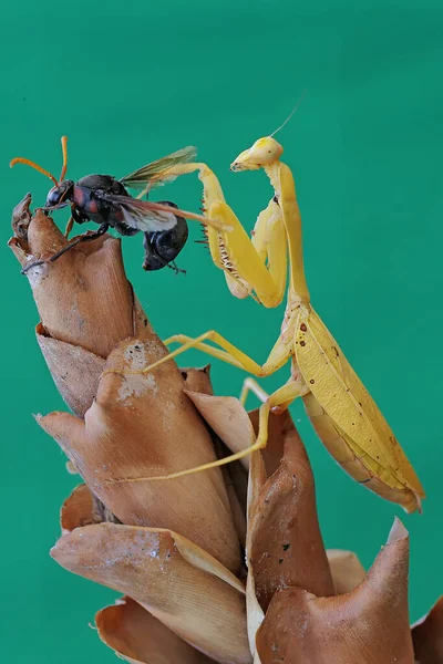 Una Mantis Religiosa Amarilla Está Comiendo Una Avispa Una Flor — Foto de Stock