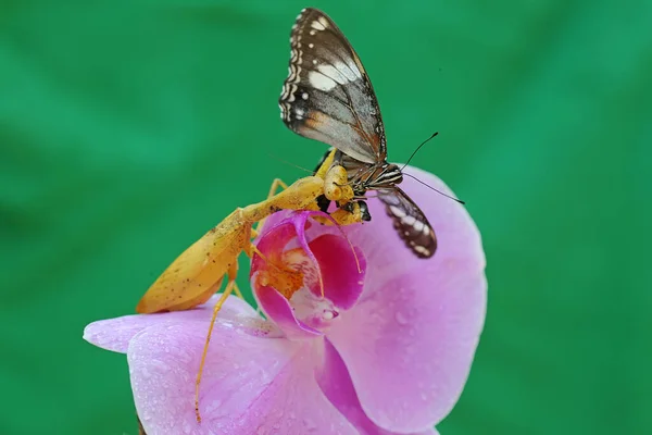 Una Mantis Religiosa Amarilla Dorada Está Comiendo Una Mariposa Una —  Fotos de Stock