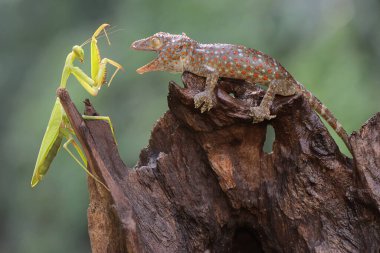 Genç bir Tokay Gecko, kuru odunların üzerinde dua eden bir peygamberdevesini avlıyor. Bu sürüngenin bilimsel adı Gekko gecko. 