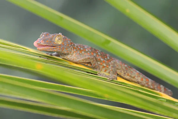 Young Tokay Gecko Looking Prey Coconut Leaf Reptile Has Scientific — Stock Photo, Image