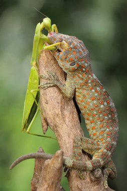 Genç bir Tokay Gecko, kuru odunların üzerinde dua eden bir peygamberdevesini avlıyor. Bu sürüngenin bilimsel adı Gekko gecko. 