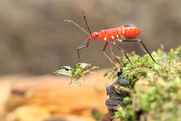 赤い綿の虫は 苔で覆われた腐った木に亀甲虫を捕食する 学名はDysdercus Cingulatus — ストック写真