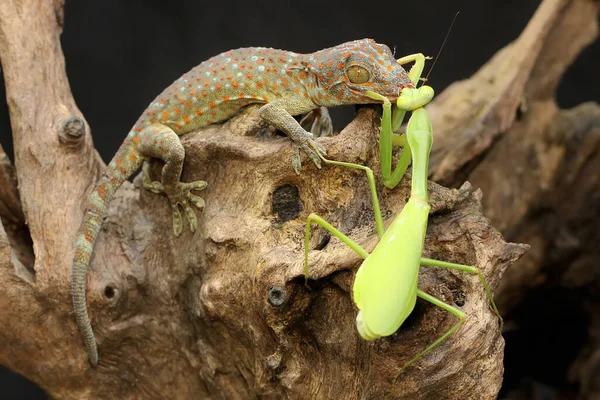 Joven Tokay Gecko Aprovecha Una Mantis Religiosa Madera Seca Este — Foto de Stock