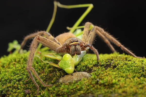 Caçador Aranhas Está Comer Louva Deus Numa Rocha Coberta Musgo — Fotografia de Stock