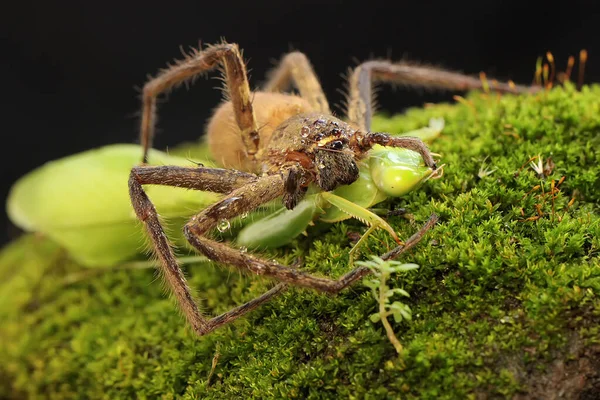 クモのハンターは苔で覆われた岩の上で祈っているカマキリを食べています このクモには Sparassoide という学名があります — ストック写真