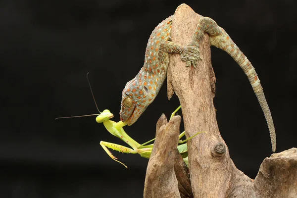 Giovane Geco Tokay Preda Una Mantide Religiosa Legno Secco Questo — Foto Stock