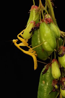 Sarı peygamber devesi vahşi meyvelerde av arıyor. Bu böceğin bilimsel adı hiyerodula sp. 