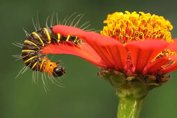 A caterpillar with a beautiful color combination including black, yellow and orange is eating wildflowers. These insects like to eat young leaves and flowers.