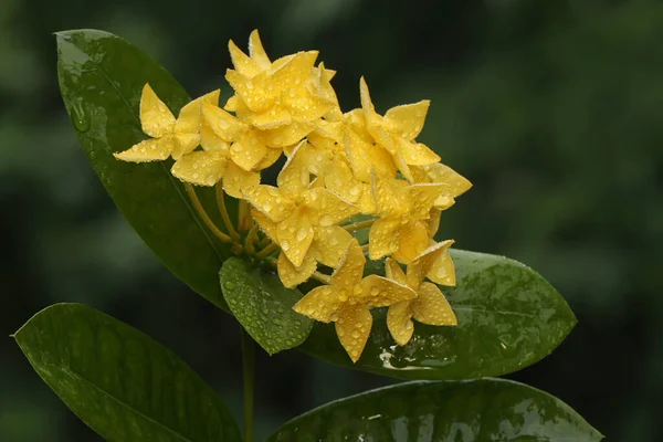 Bellezza Del Giallo Fiore Cinese Ixora Piena Fioritura Questa Pianta — Foto Stock