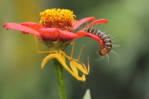 Una Mantis Religiosa Amarilla Está Comiendo Una Oruga Una Flor —  Fotos de Stock