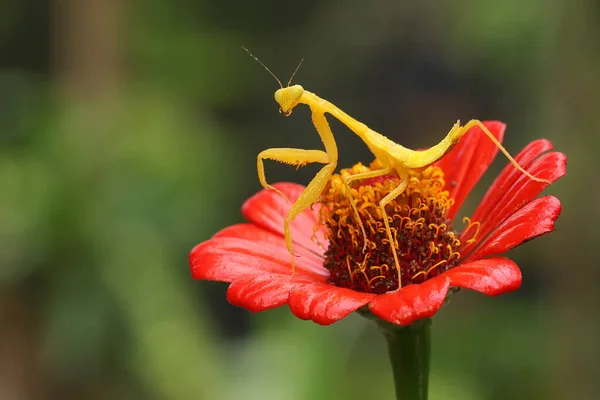 Una Mantis Religiosa Amarilla Está Buscando Presas Una Flor Silvestre —  Fotos de Stock