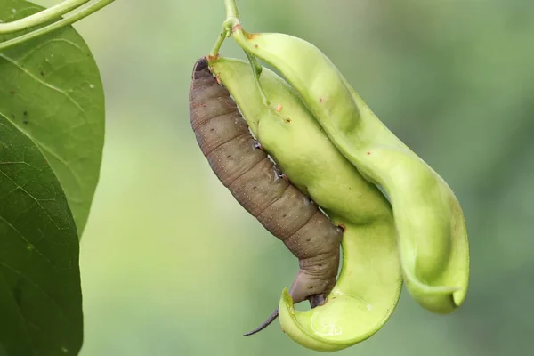 タバコの角虫は野生のナッツ植物の若い果物を食べています 学名はManduca Secta ストックフォト