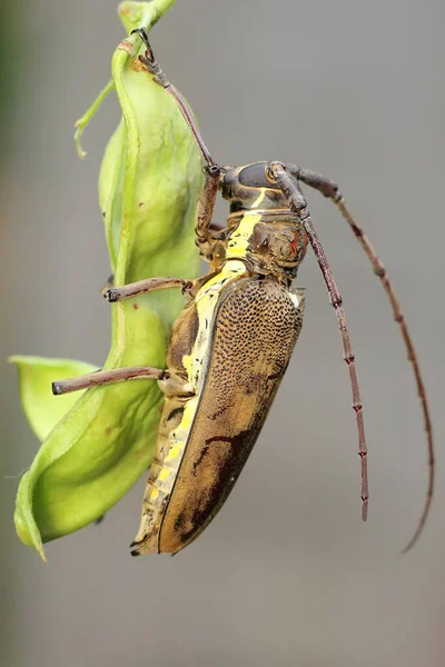 Escarabajo Cuernos Largos Comiendo Fruta Joven Una Planta Frijol Silvestre — Foto de Stock