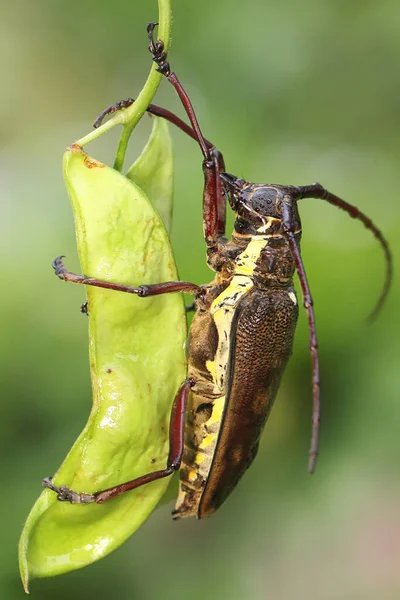 野生の豆の植物の若い果実を食べる長い角のついたカブトムシ Insect Has Scientific Name Batocera — ストック写真