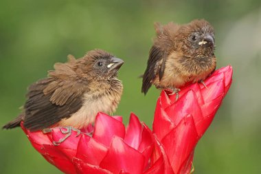 İki Javan mühimmatı bir kır çiçeğinin üzerine tünemiş. Bu küçük kuşun bilimsel adı Lonchura löcogastroides.. 