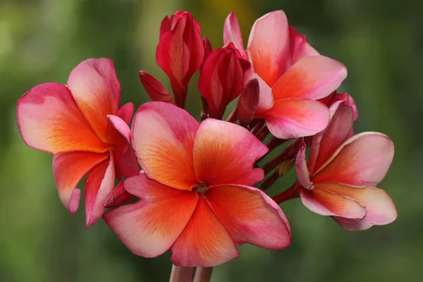Beauty Frangipani Flowers Bloom Refreshing Dew Drops Flower Has Scientific — Stock Photo, Image