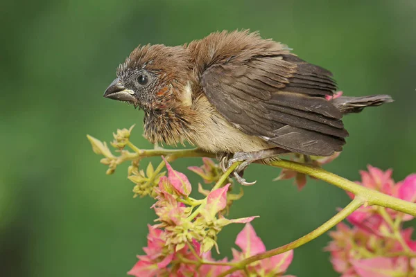 Javan Munia Está Empoleirado Numa Flor Silvestre Este Pequeno Pássaro — Fotografia de Stock