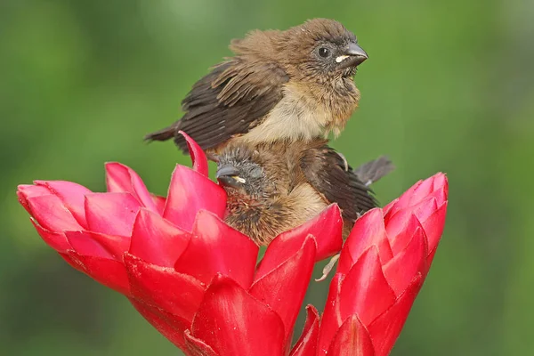 Dwie Javan Munias Siedzą Dzikim Kwiatku Ten Mały Ptaszek Naukowe — Zdjęcie stockowe