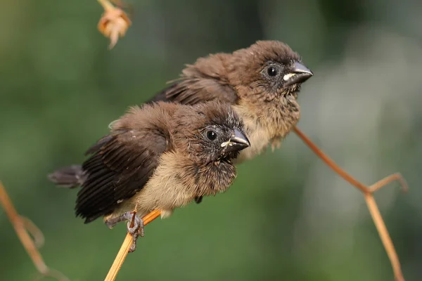 Two Javan Munias Perched Dry Tree Branch Small Bird Has — Stock Photo, Image