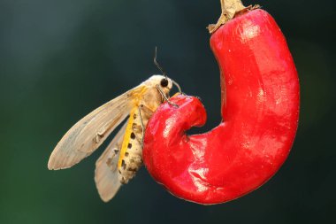 Yabani bir çiçeğin üzerine tünemiş bir yosun güvesi. Bu böceğin bilimsel adı Euchaetes egle.. 