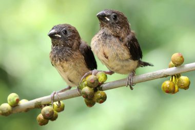 İki genç Javan mühimmatı vahşi bir meyvenin üzerine tünemiş. Bu küçük kuşun bilimsel adı Lonchura löcogastroides.. 