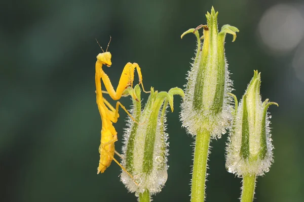Жовтий Богомол Молиться Шукає Здобич Польовій Квітці Комаха Має Наукову — стокове фото