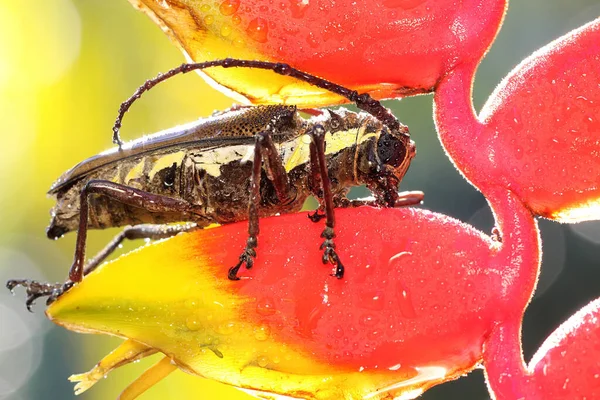 Escarabajo Cuernos Largos Está Buscando Comida Una Flor Silvestre Este —  Fotos de Stock