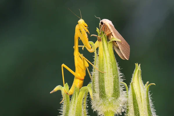 Sarı Bir Peygamber Devesi Kır Çiçeğinin Üzerinde Güve Yiyor Böceğin — Stok fotoğraf